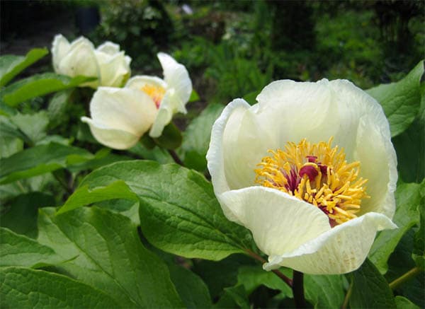 Paeonia mlokosewitschii